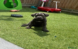 Cane Corso dogs for sale: Cane Corse Female  - Image 6