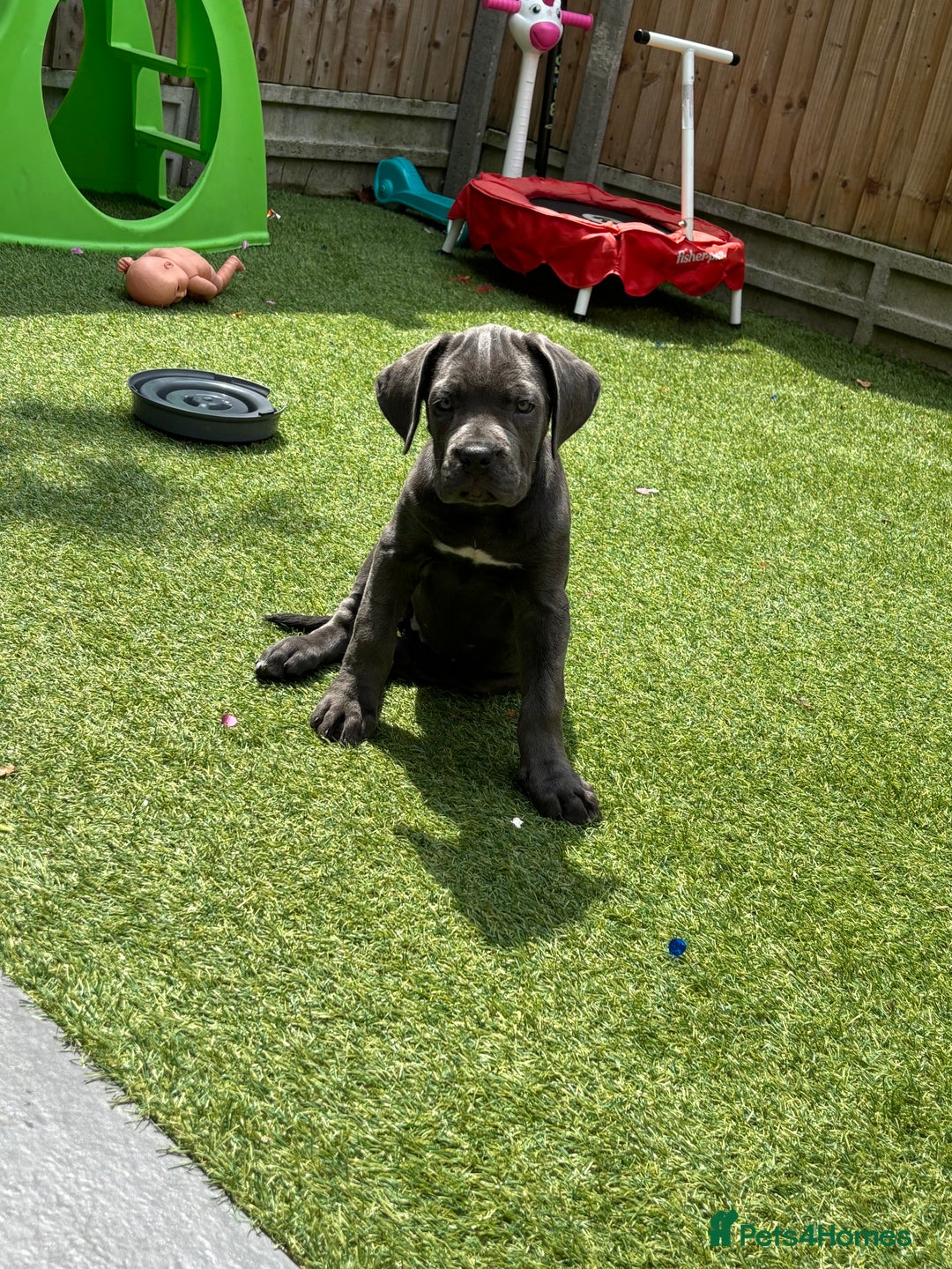 Cane Corso dogs for sale: Cane Corse Female  - Image 6