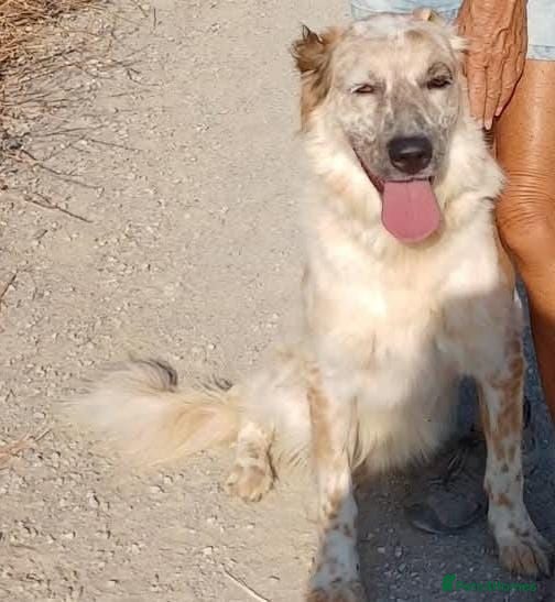 English Setter dogs Kinali - Advert 1
