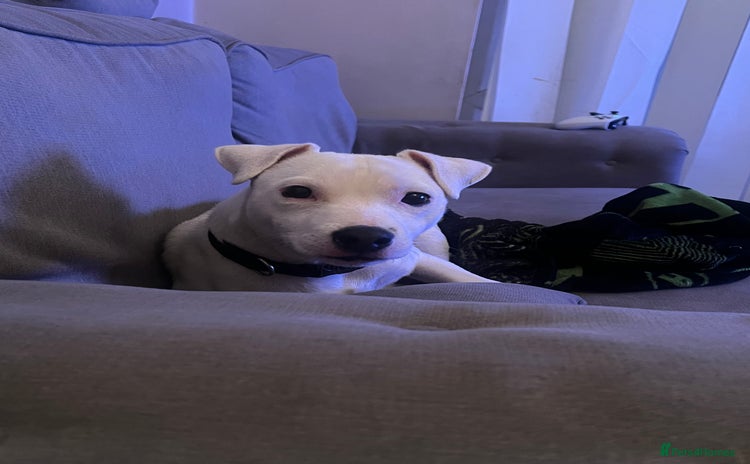 Jack Russell dogs in Sale - Advert 4
