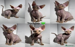 Devon Rex cats for sale: Ready now GCCF outstanding Devon Rex kittens  - Image 6