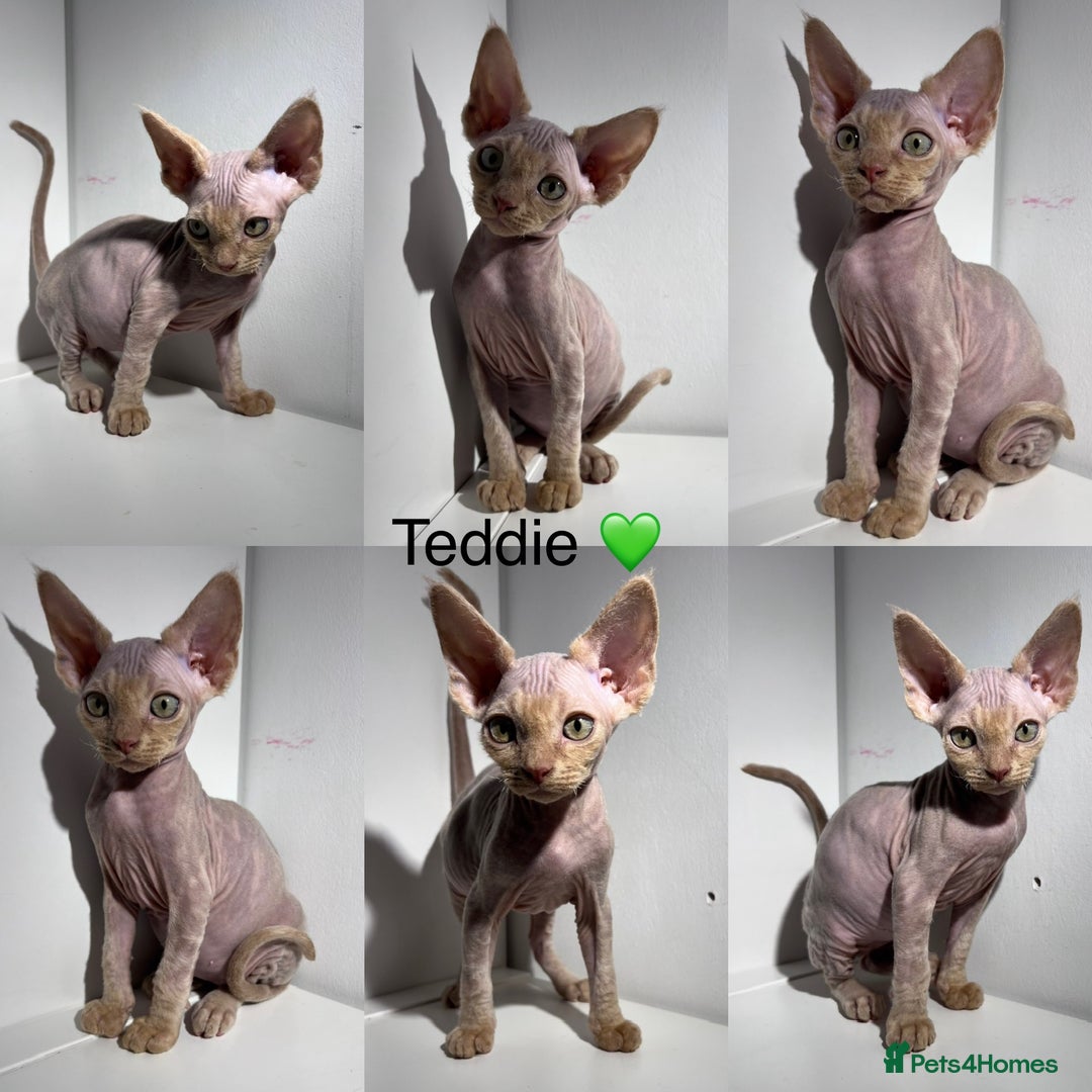 Devon Rex cats for sale: Ready now GCCF outstanding Devon Rex kittens  - Image 6