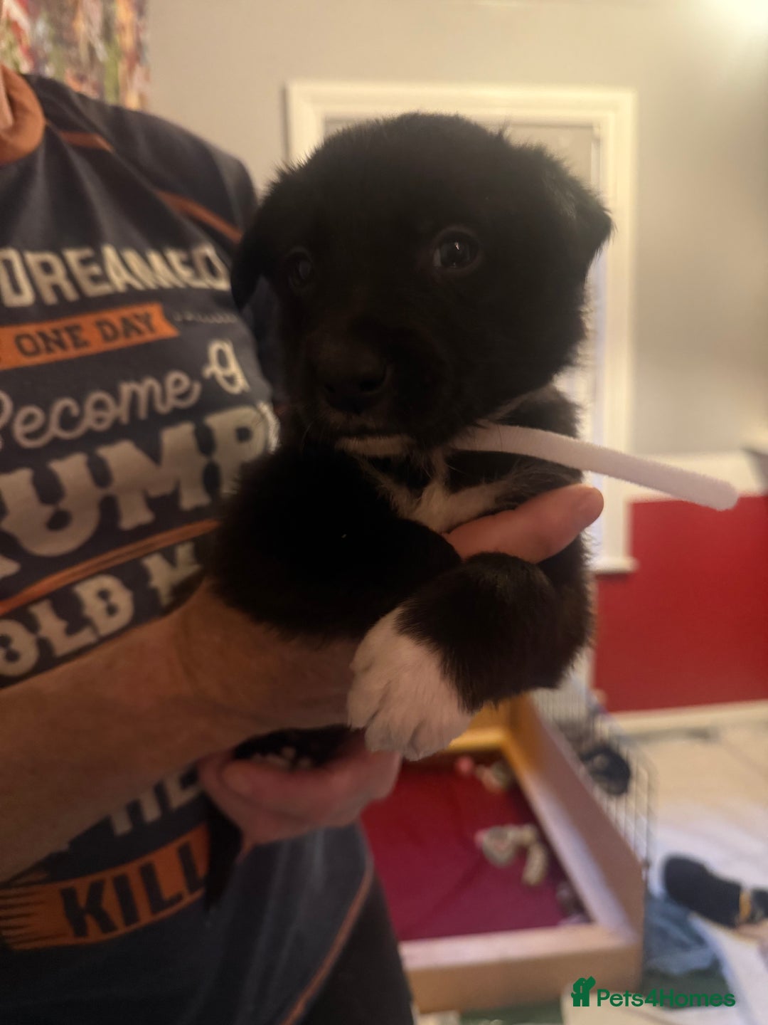 Border Collie dogs for sale: Beautiful border collie pups - Advert 4