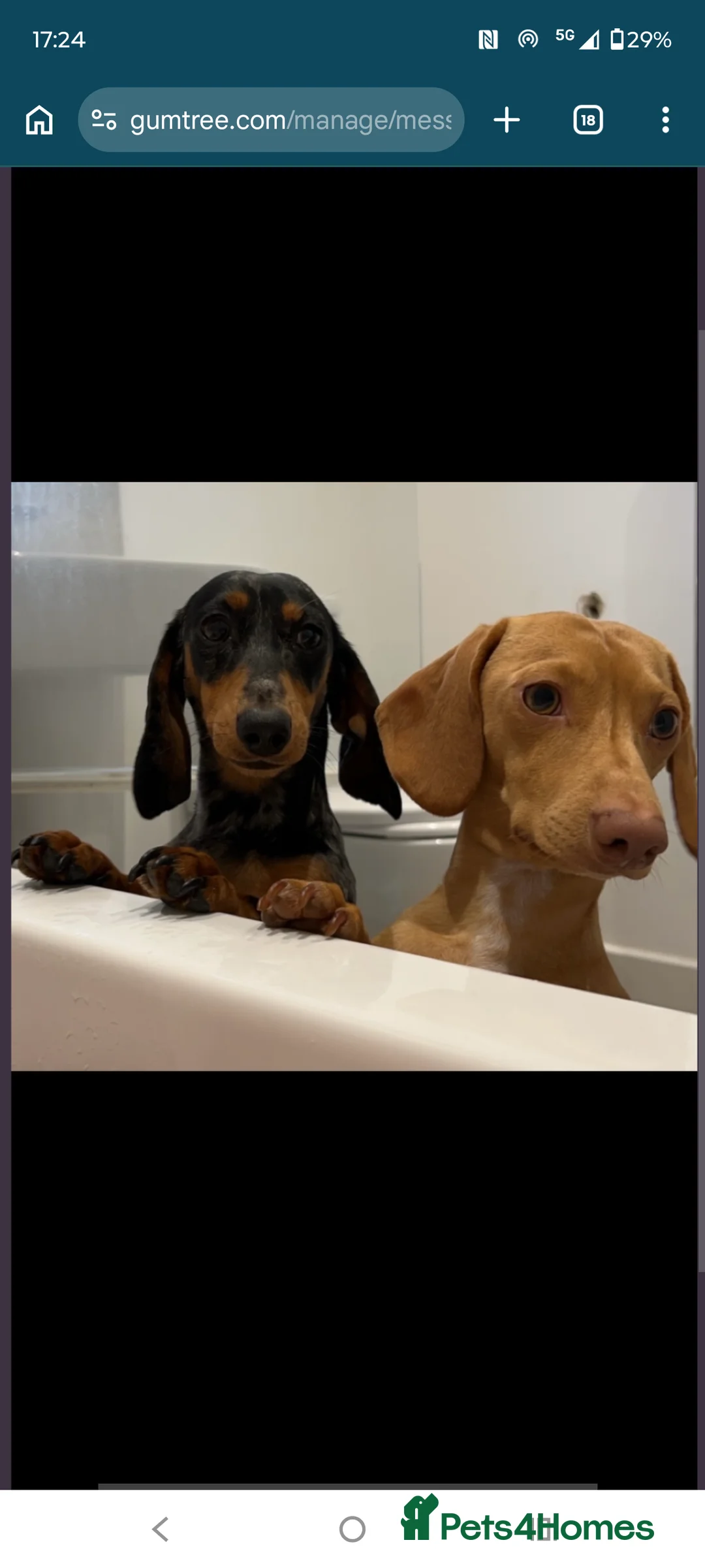 Miniature Dachshund dogs for sale: Red dapple miniature dachshund  - Advert 5