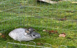 English rabbits for sale: 3 rabbits for sale  - Image 5
