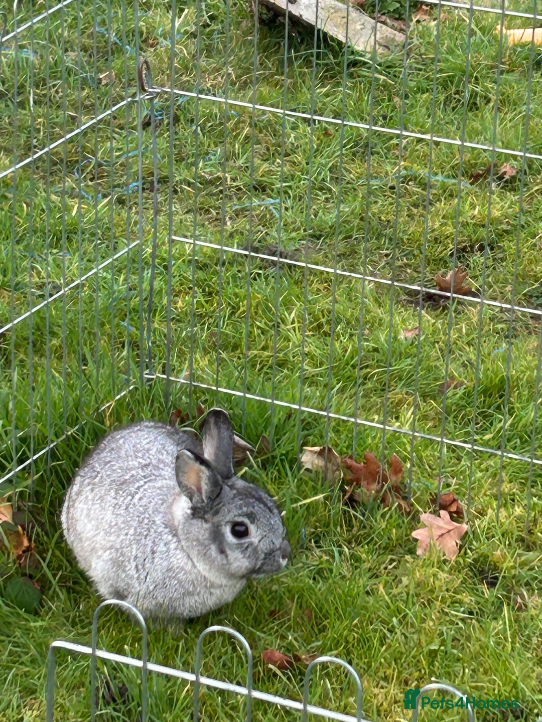 English rabbits for sale: 3 rabbits for sale  - Image 5