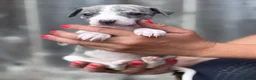 Whippet dogs for sale: Beautiful chunky KC blue fawn brindle whippet pups in Market Harborough - Advert 24