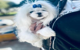 Maltese dogs for sale: ⭐️Tiny Korean Maltese ⭐️Ready NOW ⭐️ - Image 10