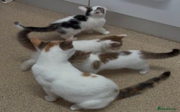 Maine Coon cats for sale: Kittens for sale  - Image 6