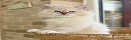 Ragdoll cats for sale: READY TO GO 1 left  (£900) available(TIMEWASTERS)  - Advert 8