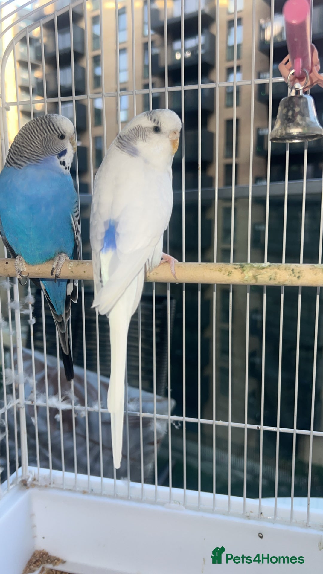 Budgerigars birds for sale: Birds - Image 6