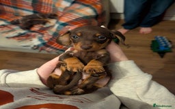 Dachshund dogs for sale: 4 gorgeous puppies for sale - Image 32