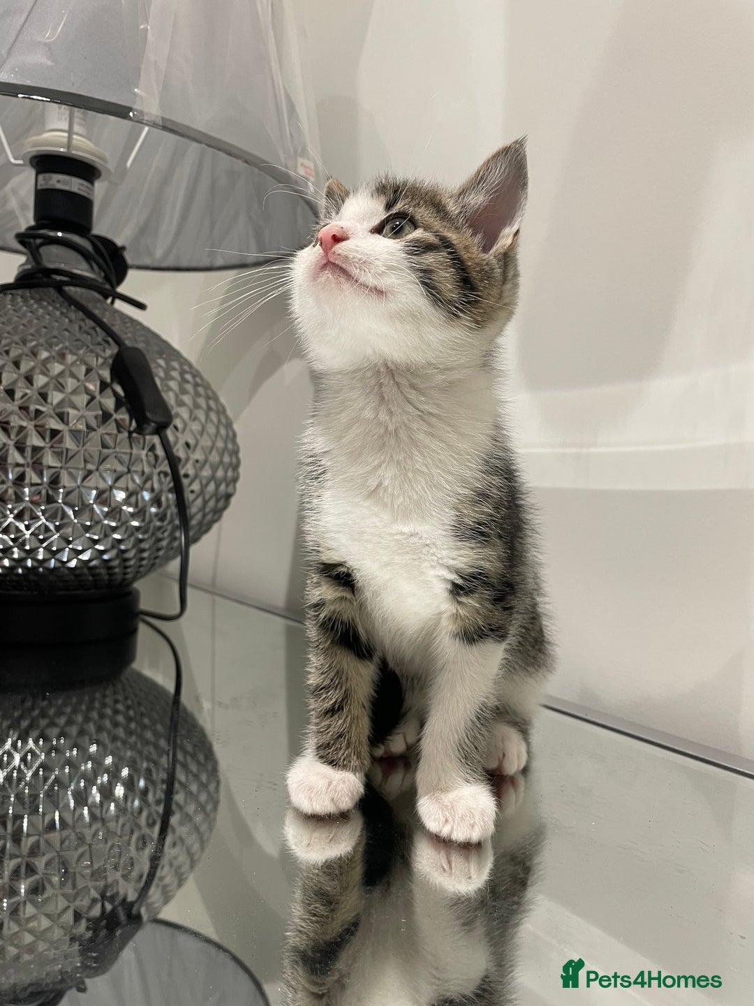 Mixed Breed cats for sale: Beautiful kittens ready to go now  - Advert 24