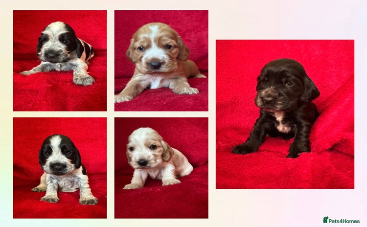 Cocker Spaniel dogs - Advert 2