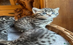 British Shorthair cats for sale: Silver Tabby also Brown Spotted Kittens - Image 17