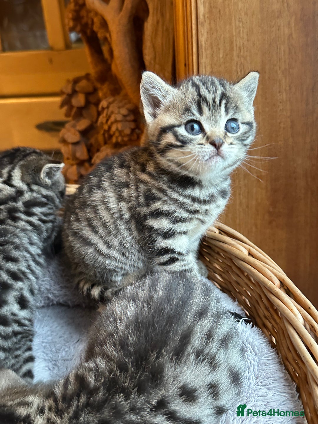 British Shorthair cats for sale: Silver Tabby also Brown Spotted Kittens - Image 17