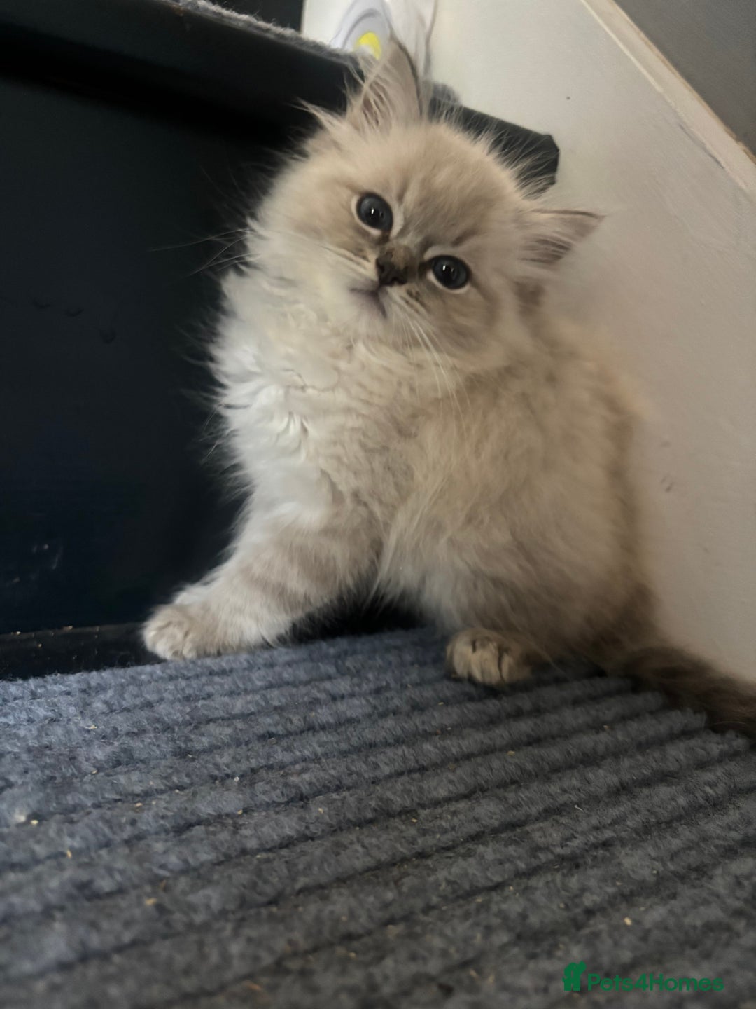 Ragdoll cats for sale: Champion bloodlines Ready for their loving homes - Image 33