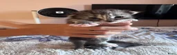 Mixed Breed cats for sale: Persian cross  in St. Neots - Advert 3