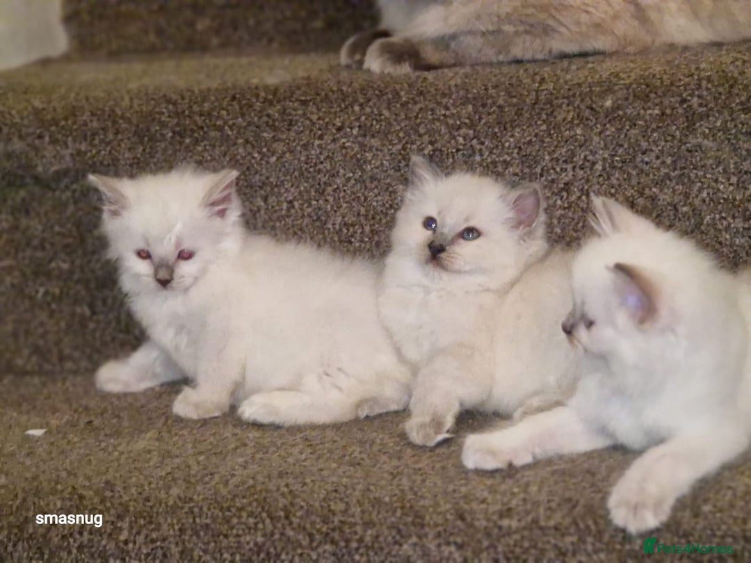 Ragdoll cats for sale: Beautiful kittens  - Image 1