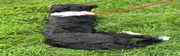 Mixed Breed dogs for sale: Ted the collie poo - Advert 10