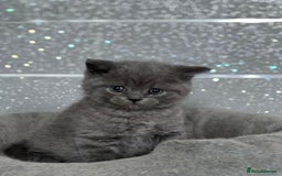 British Shorthair cats for sale: Stunning fluffy British short haired kittens  - Image 6