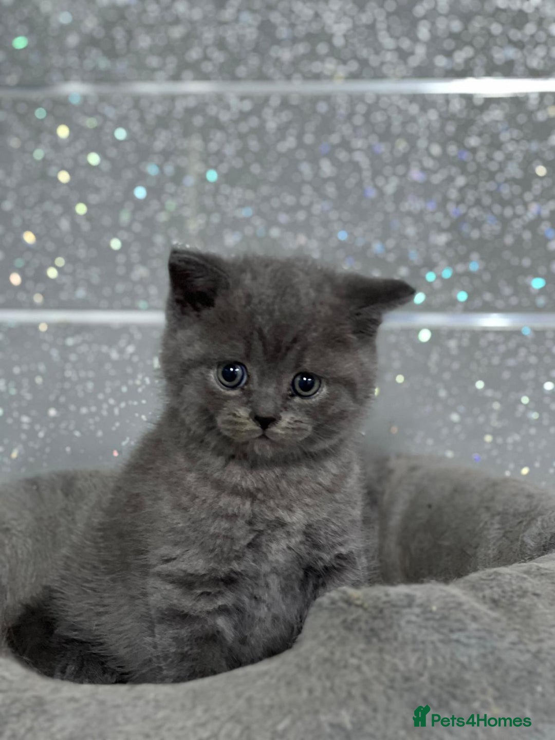 British Shorthair cats for sale: Stunning fluffy British short haired kittens  - Image 6