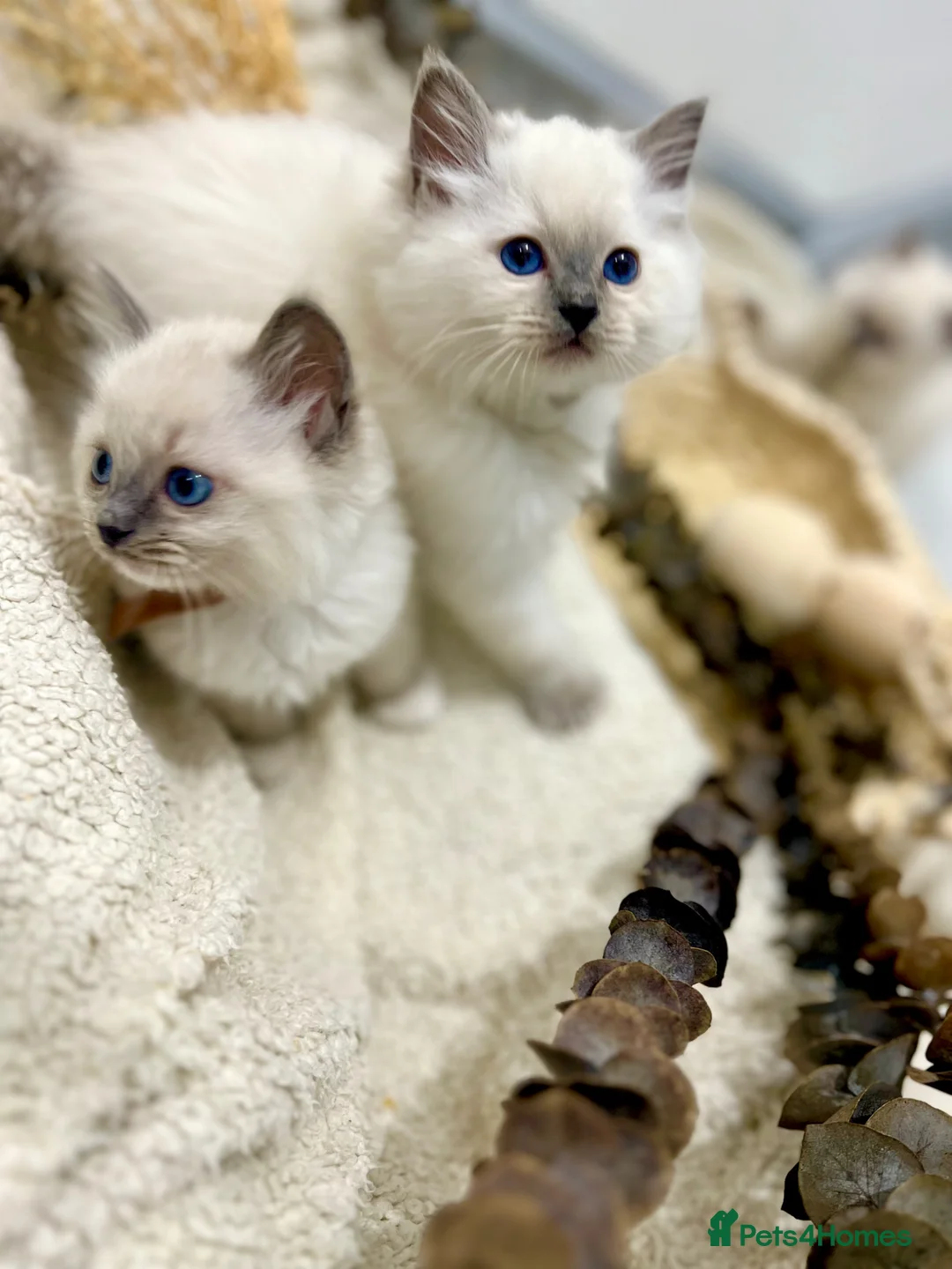 Ragdoll cats for sale: PURE RAGDOLL  - Advert 2