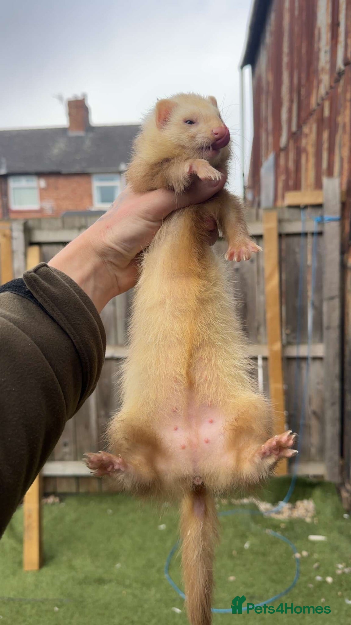 Ferret rodents for sale: Ferret kits hobs&jills  in Middlesbrough - Advert 9