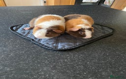 Guinea Pig rodents for sale: Teddy Guinea Pigs  - Image 4