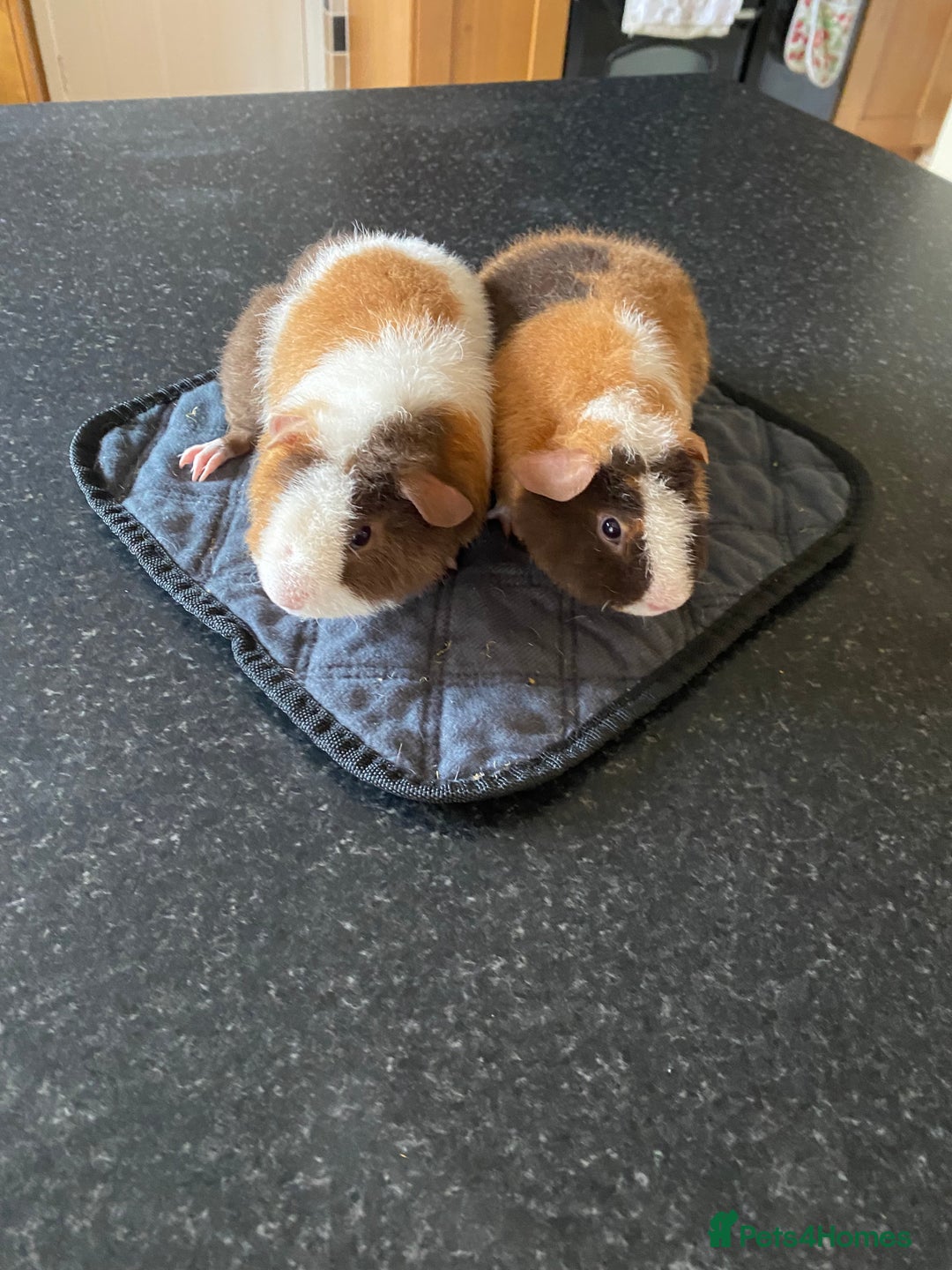 Guinea Pig rodents for sale: Teddy Guinea Pigs  - Image 4