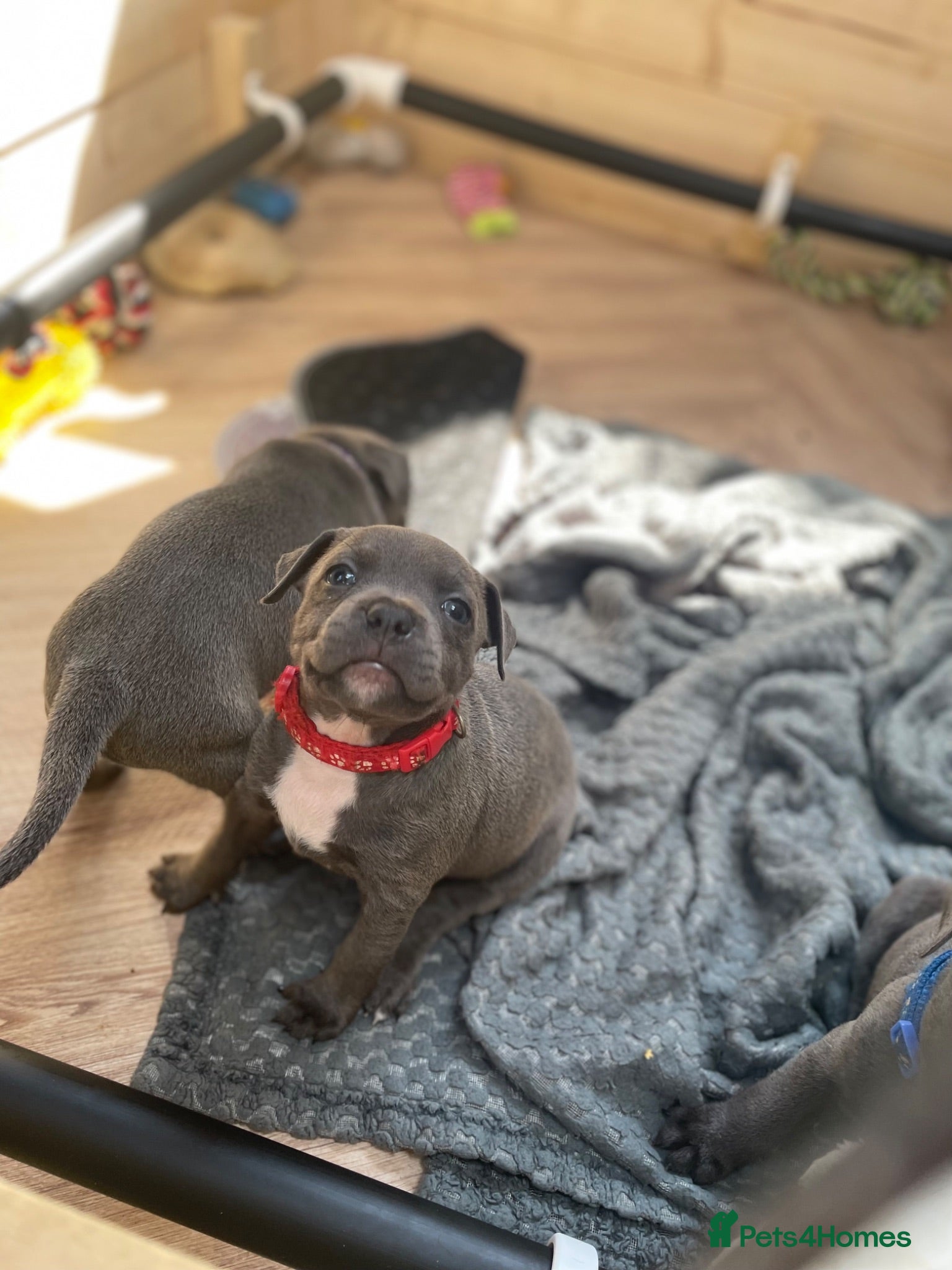 Staffordshire Bull Terrier dogs 9 gorgeous blue Staffordshire bull terrier  - Advert 2
