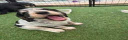 Cockapoo dogs for sale: COCKER SPANIEL in Gillingham - Advert 6