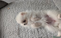 Pomeranian dogs for sale: Puppy Pomeranian miniature  - Advert 8