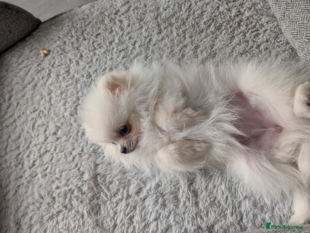 Pomeranian dogs for sale: Puppy Pomeranian miniature  - Advert 8