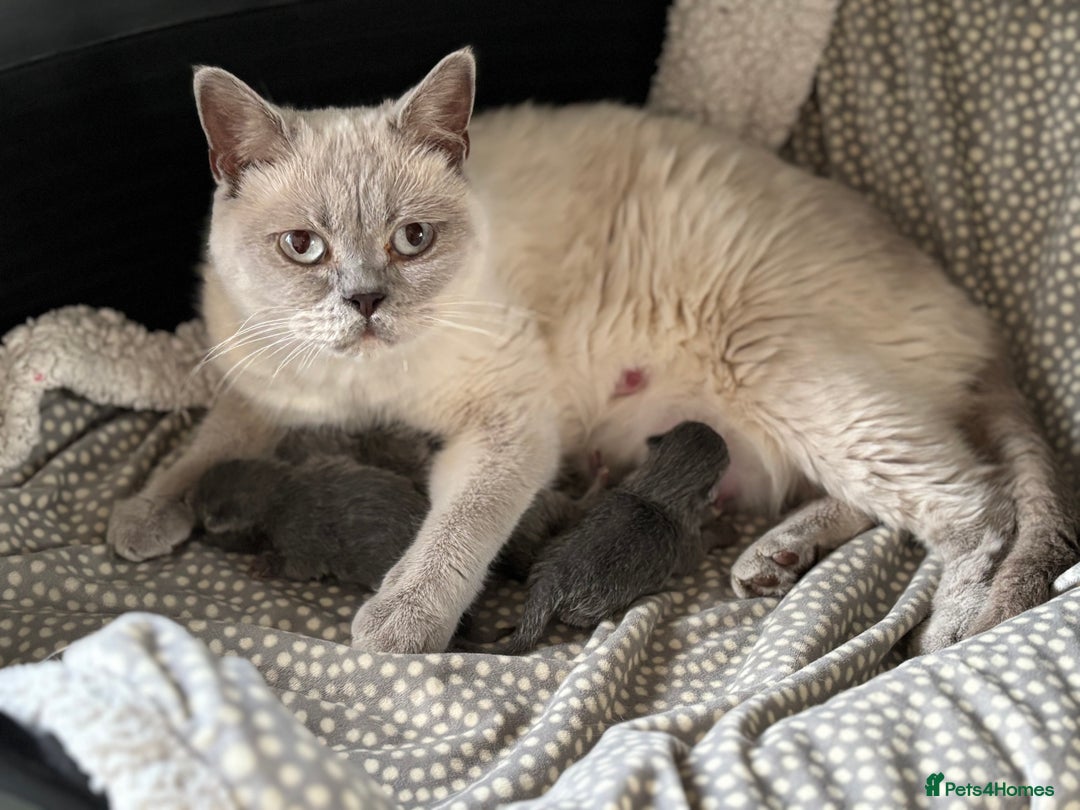 British Shorthair cats for sale: 3 Beautiful solid blue males  - Image 3