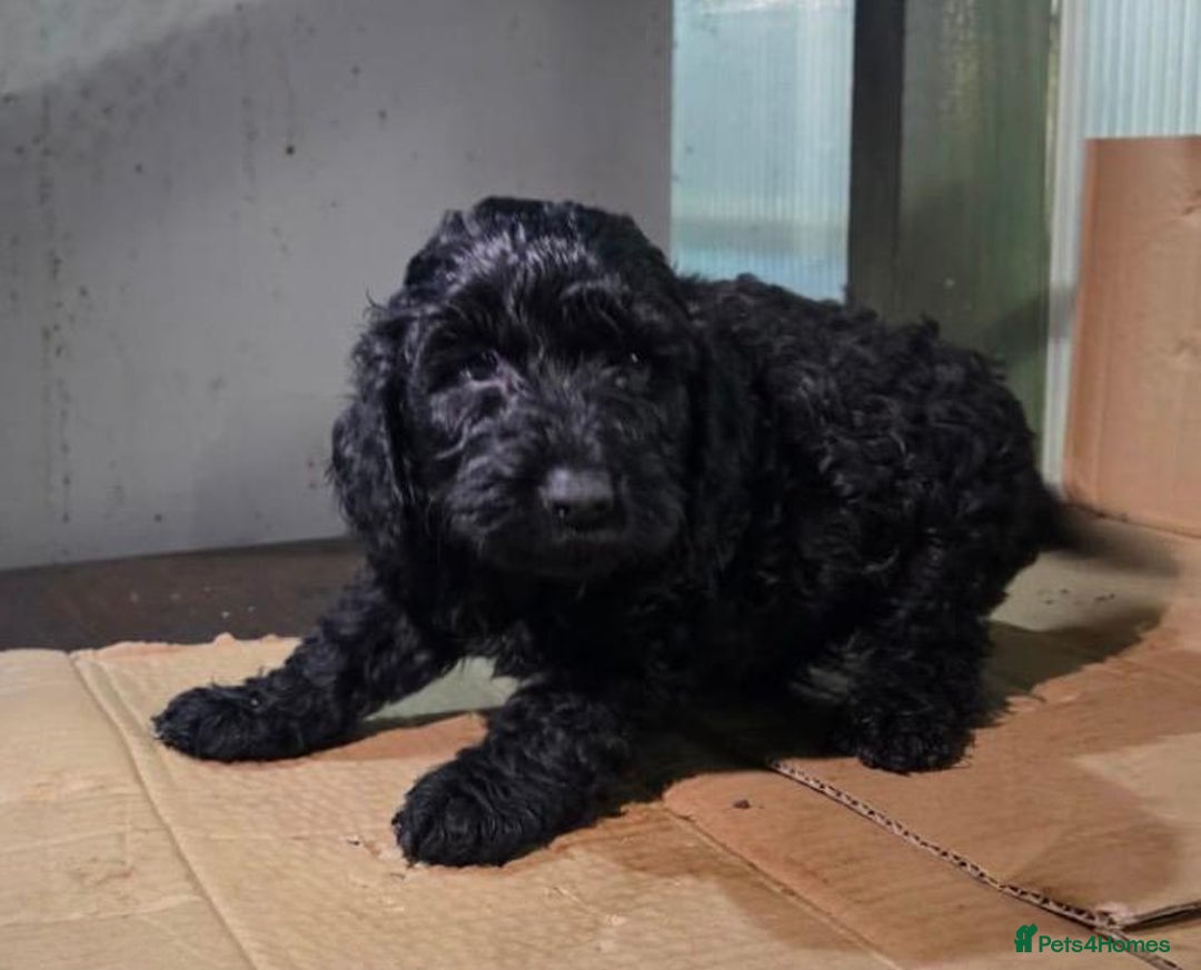 Cockapoo dogs for sale: cockapoos - Advert 2