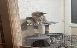 Maine Coon cats for sale: 3 females 1 male Maine Coone kittens - Image 2