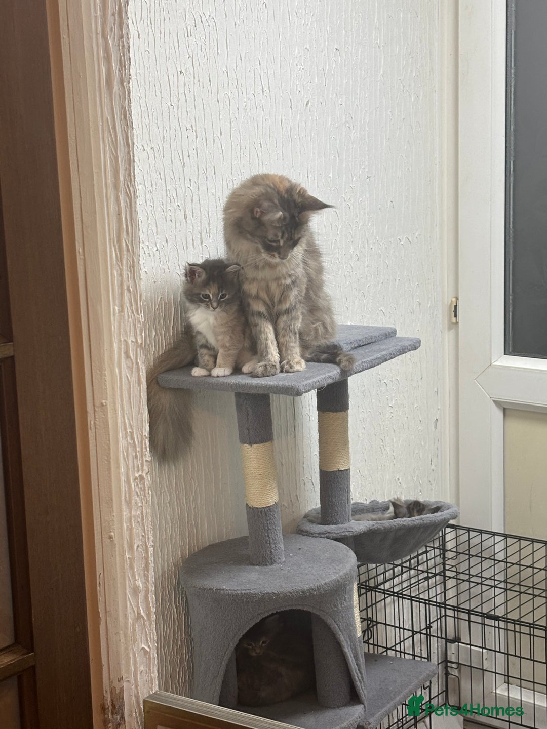 Maine Coon cats for sale: 3 females 1 male Maine Coone kittens - Image 2