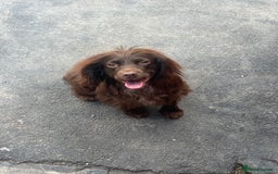 Cocker Spaniel dogs for sale: cocker spaniel puppies - Image 17