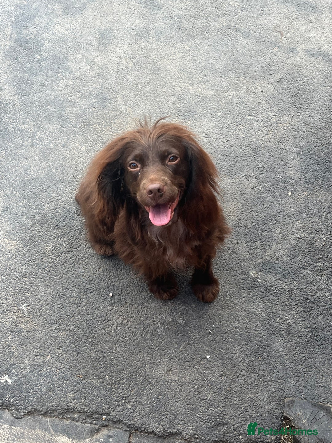 Cocker Spaniel dogs for sale: cocker spaniel puppies - Image 17