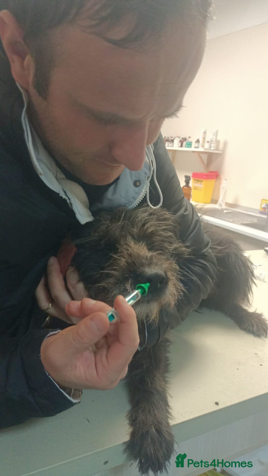 Mixed Breed dogs for adoption: ROCKY – Gentle, Resilient & Ready for Love 🐾 - Advert 17