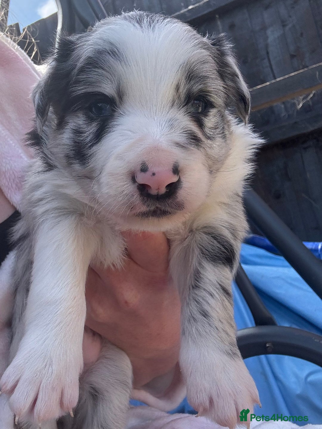 Border Collie dogs for sale: Fluffy long coat Blue merle border collie puppies - Image 12