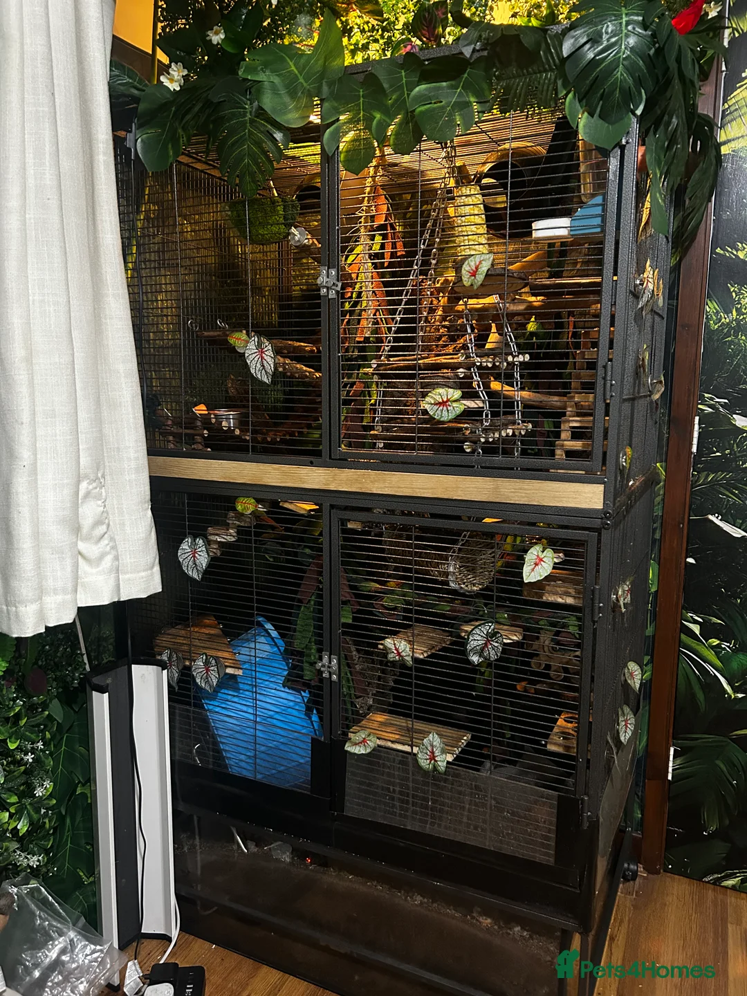 Rat rodents for sale: 2 Dumbo rats, Ronnie and Reggie  - Advert 3