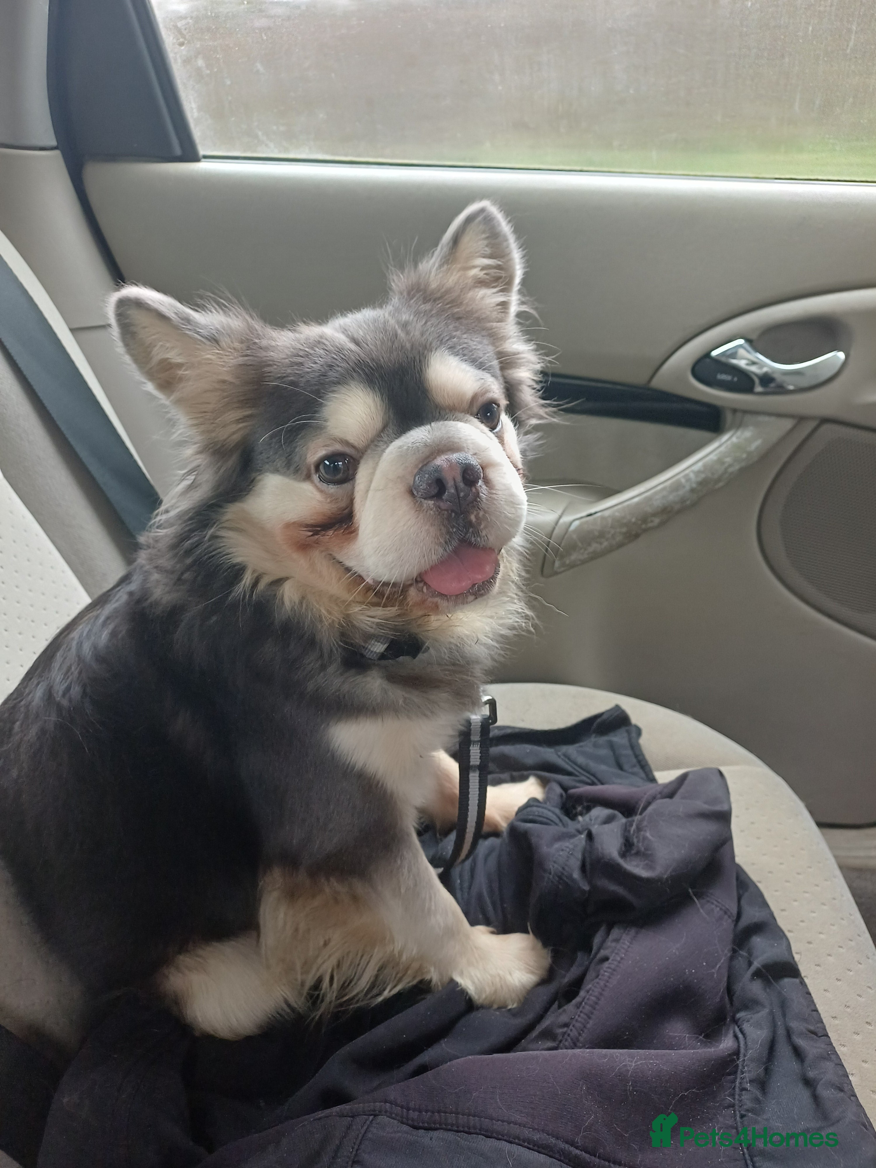 French Bulldog dogs Rare frenchie male with husky gene  - Advert 3