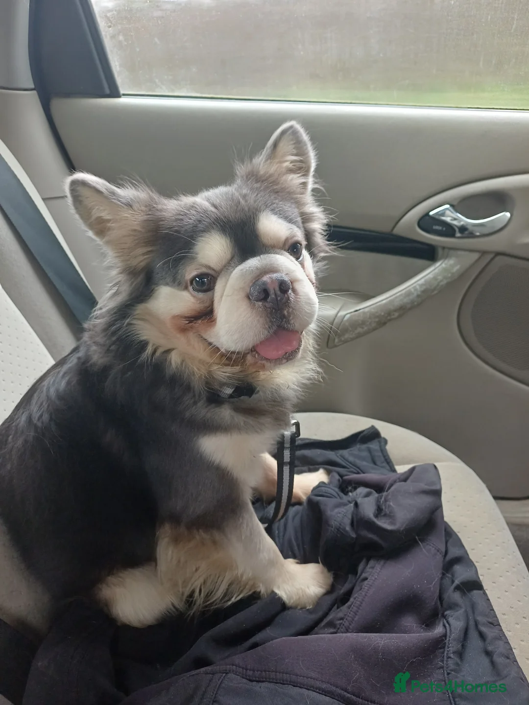 French Bulldog dogs for sale: Rare frenchie male with husky gene  - Advert 1