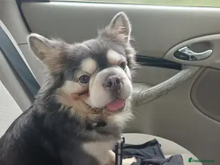 French Bulldog dogs Rare frenchie male with husky gene - Advert 3