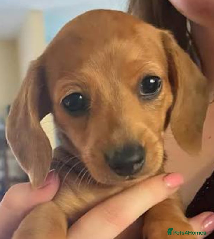 Dachshund dogs Unusual colour beautiful miniature dachshound pups - Advert 2