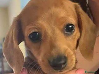 Dachshund dogs Unusual colour beautiful miniature dachshound pups - Advert 2