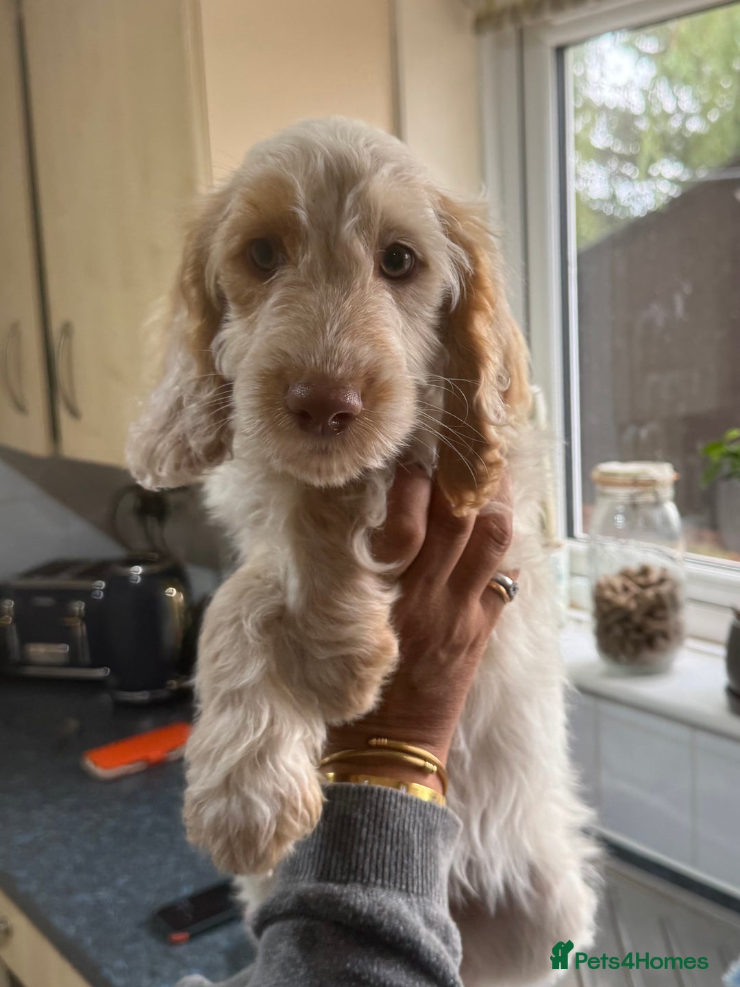 Cockapoo dogs for sale: F1 cockapoo's Ready to leave..  - Image 18