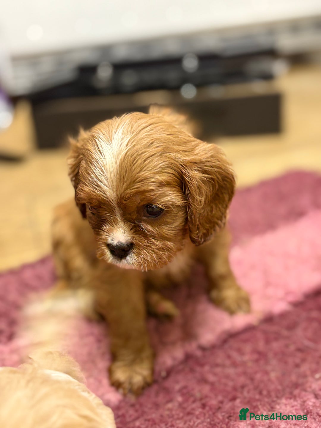Cavalier King Charles Spaniel dogs for sale: Specialist Health Tested Cavalier King Charles  - Advert 5